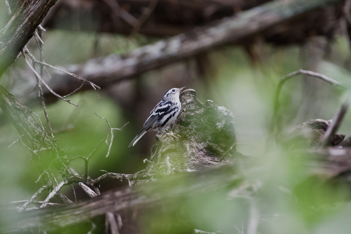 Black-and-white Warbler - ML619589556