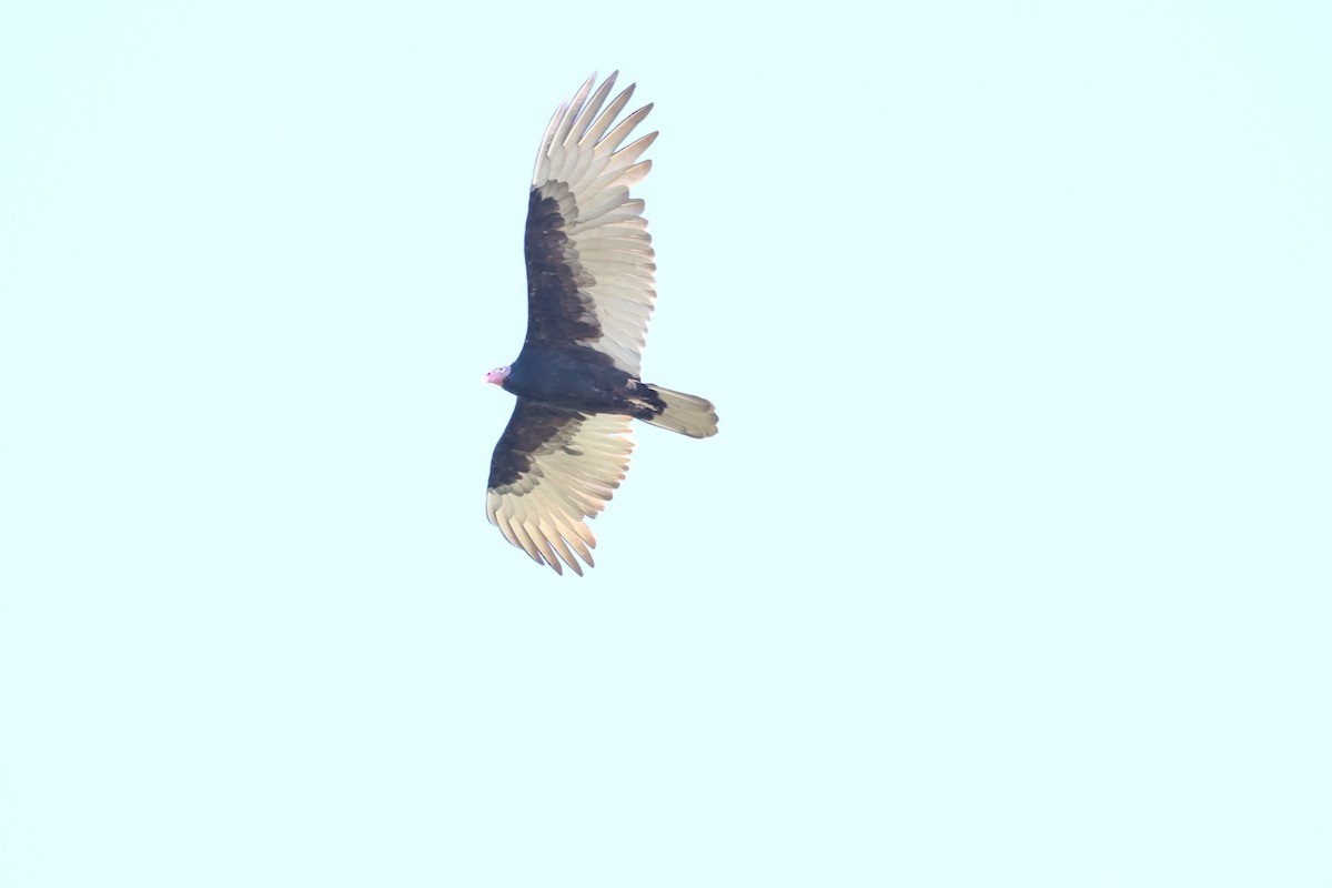 Turkey Vulture - ML619589563