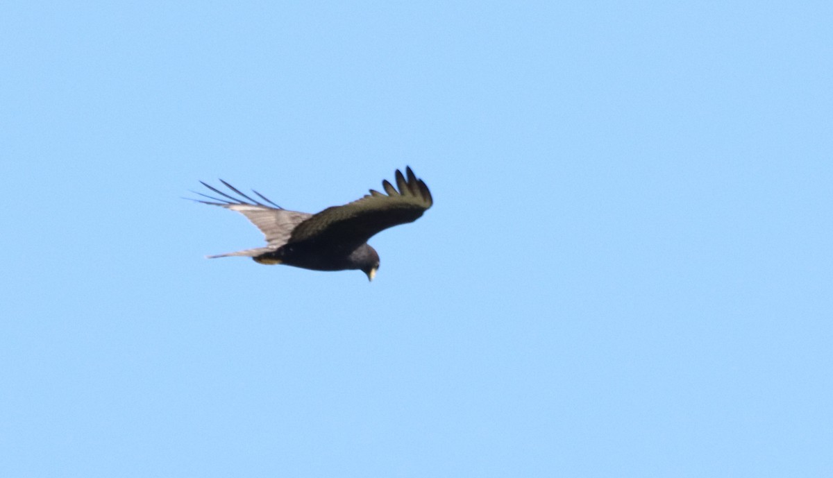 Zone-tailed Hawk - ML619589598