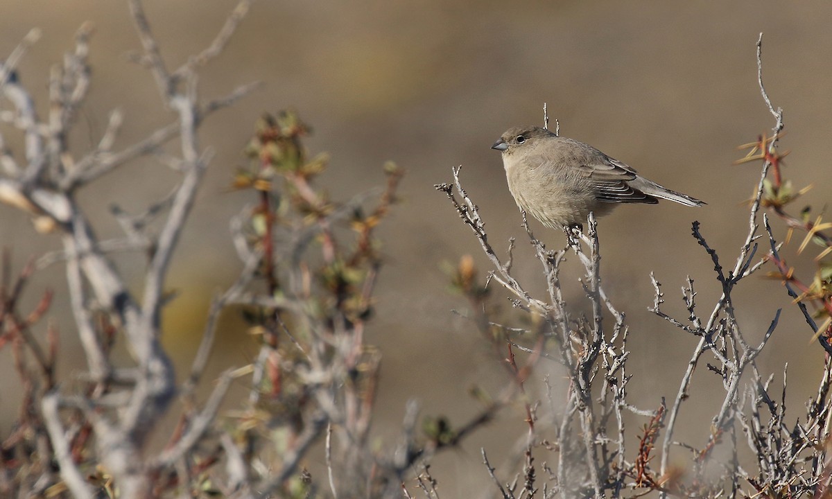 Patagonian Yellow-Finch - ML619589614