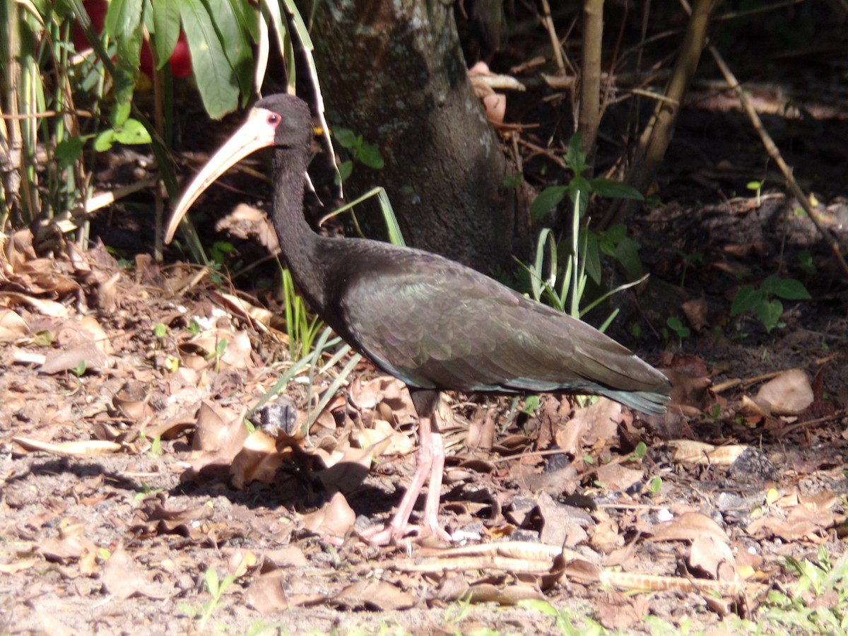 ibis tmavý - ML619589642