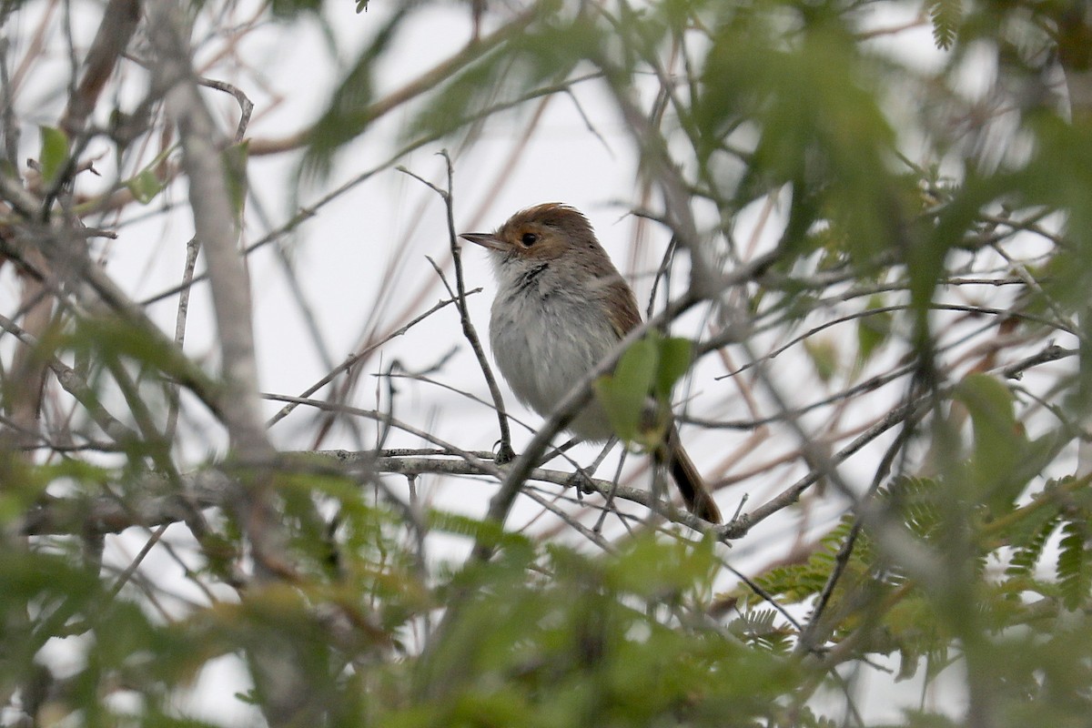 Fulvous-crowned Scrub-Tyrant - ML619589643