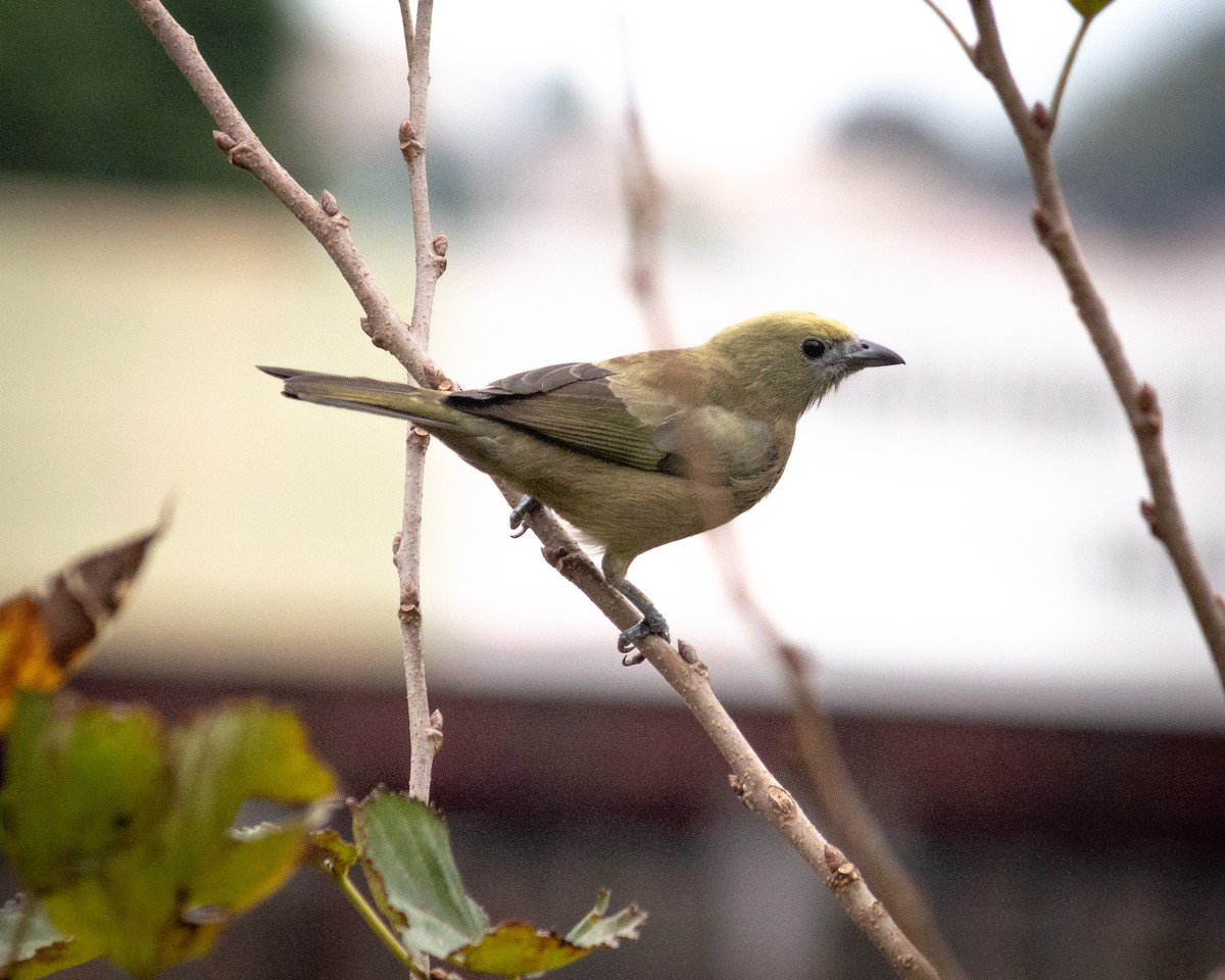Palm Tanager - ML619589660