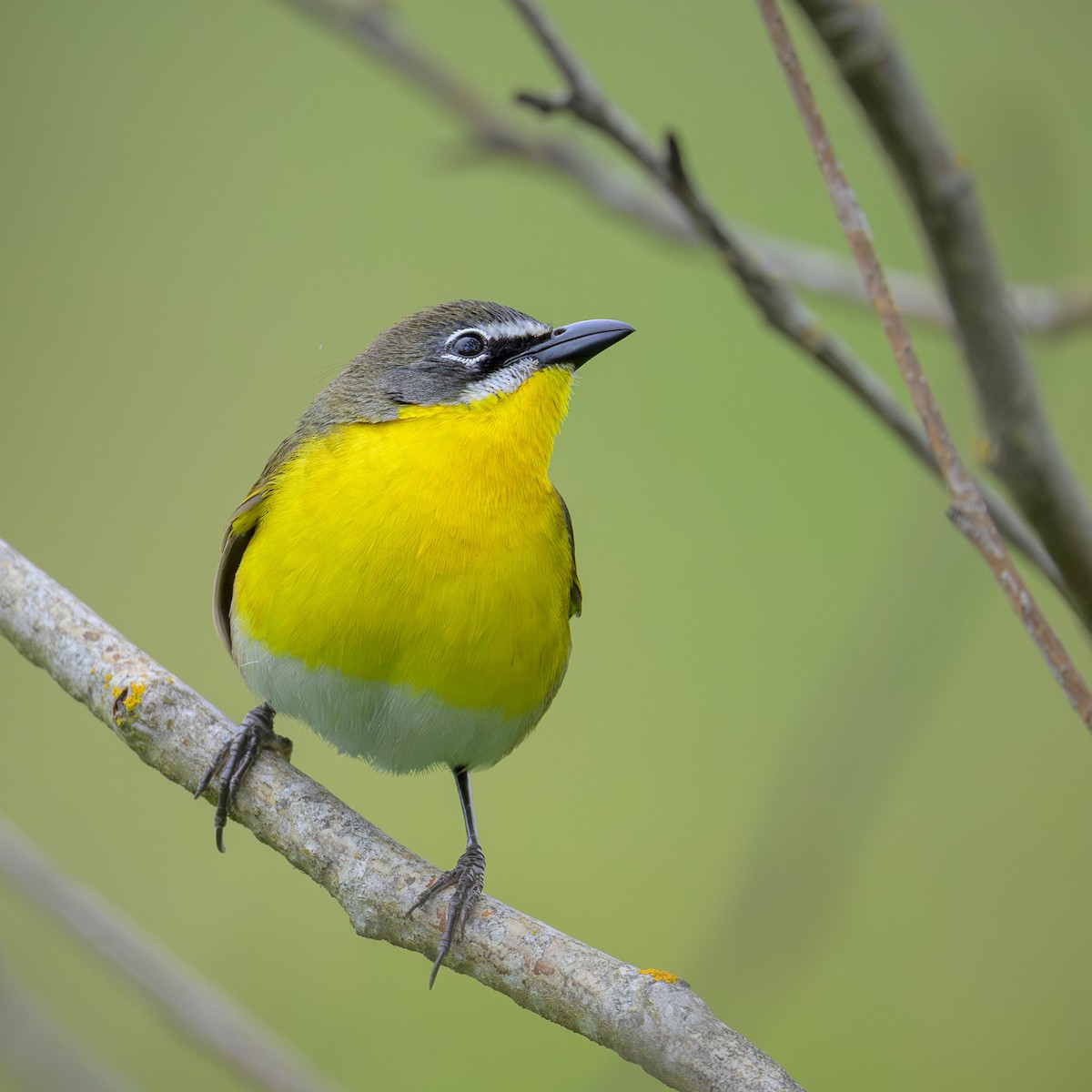 Yellow-breasted Chat - ML619589664