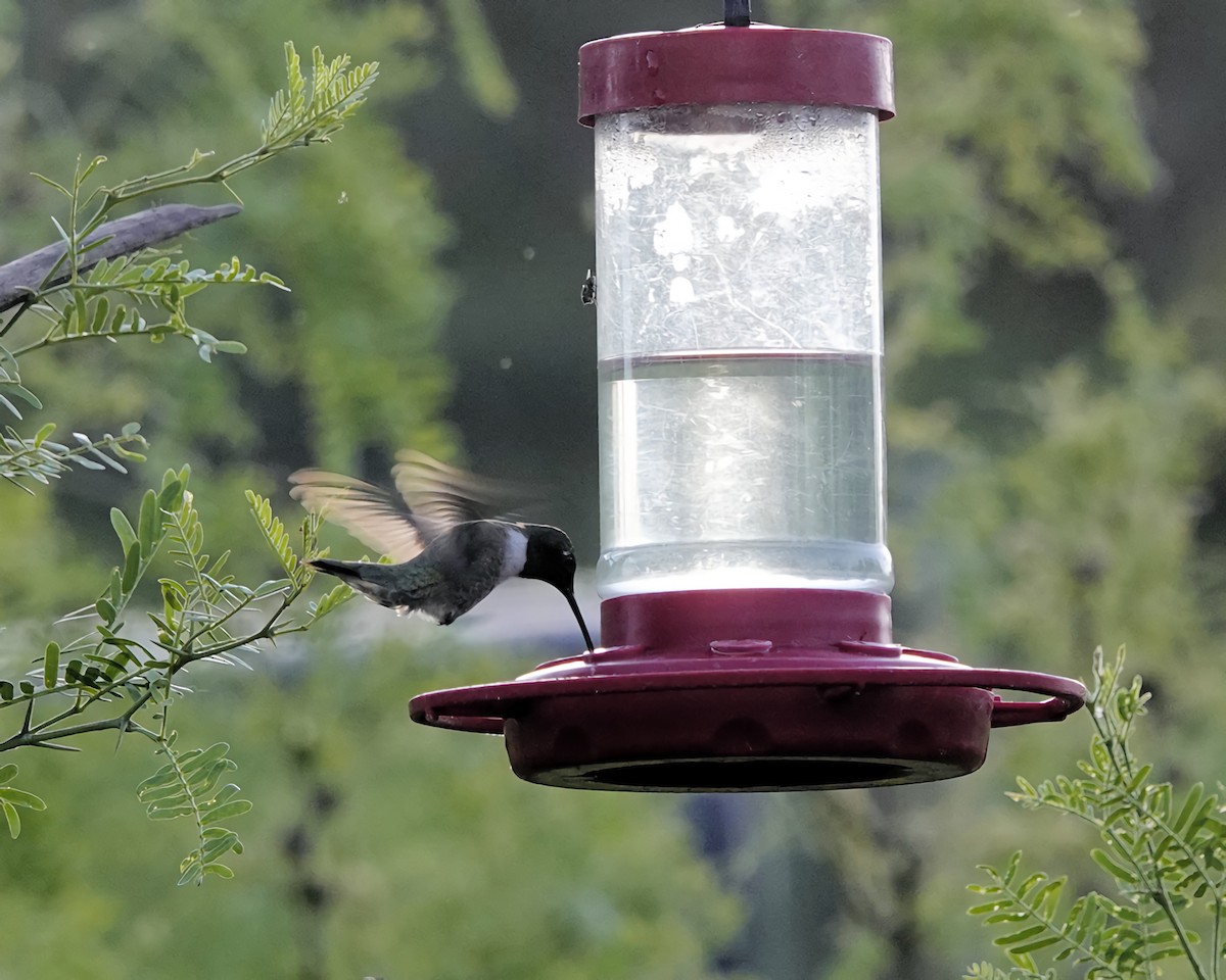 Black-chinned Hummingbird - ML619589675