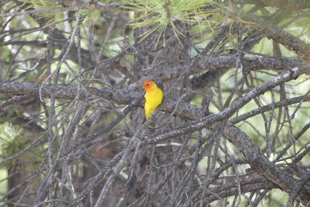 Western Tanager - ML619589689