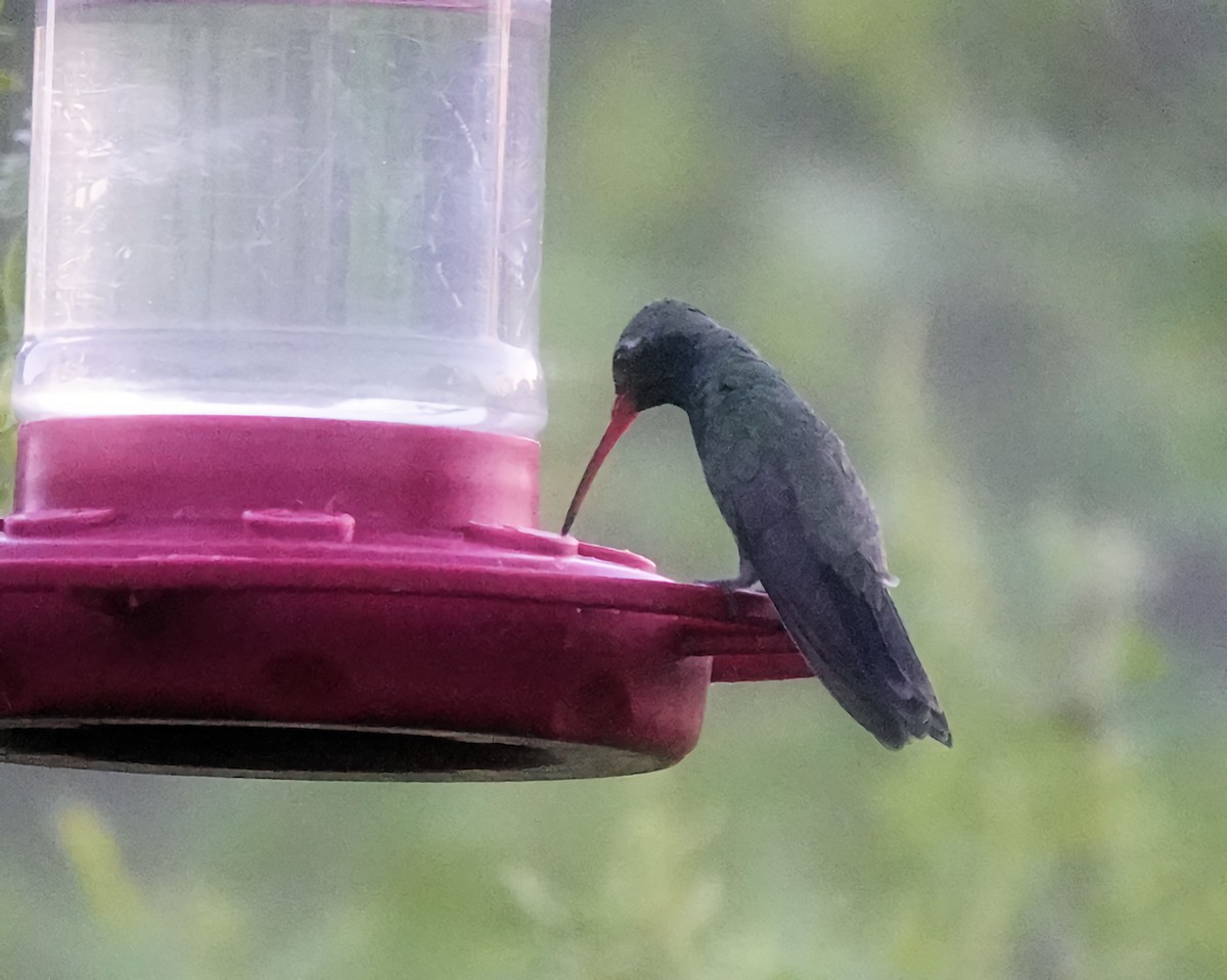 Broad-billed Hummingbird - ML619589691