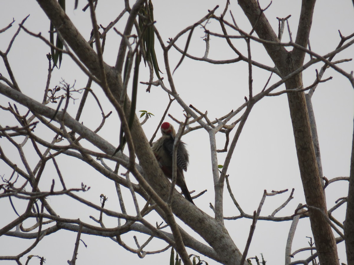Golden-fronted Woodpecker - ML619589717