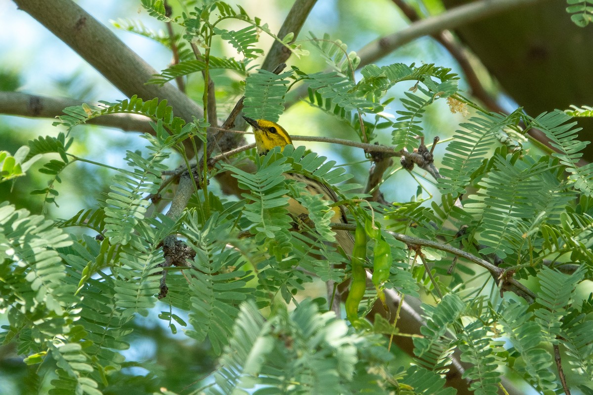 Black-throated Green Warbler - ML619589743