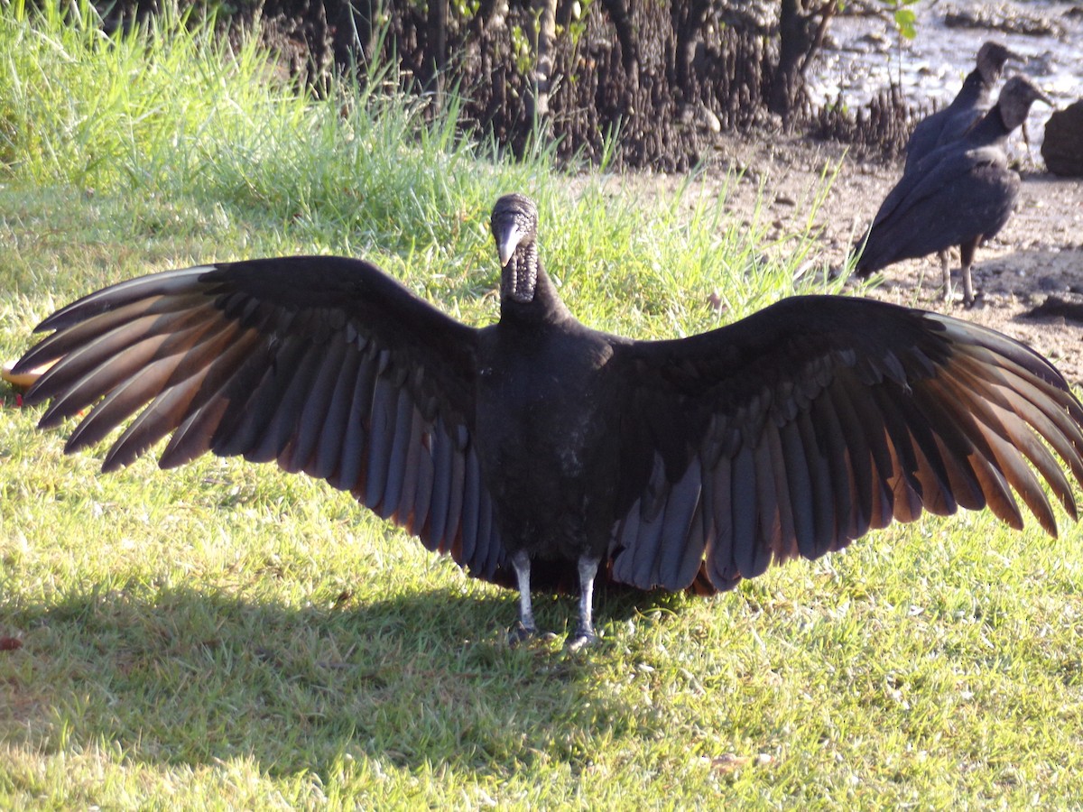 Black Vulture - ML619589798