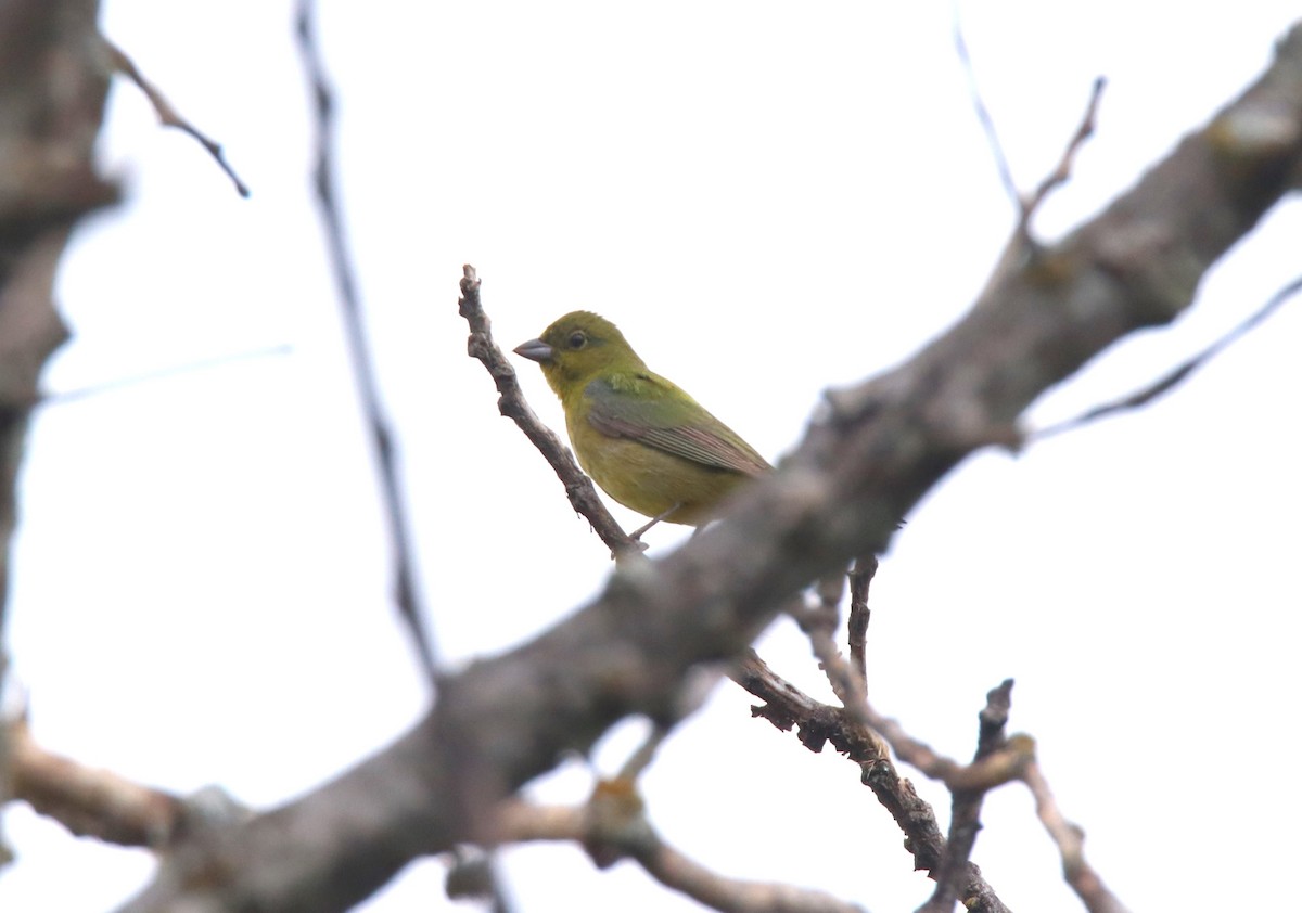 Painted Bunting - ML619589845