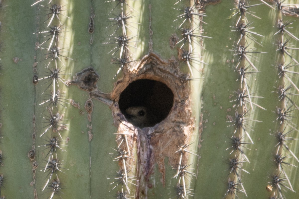 Pic des saguaros - ML619589877