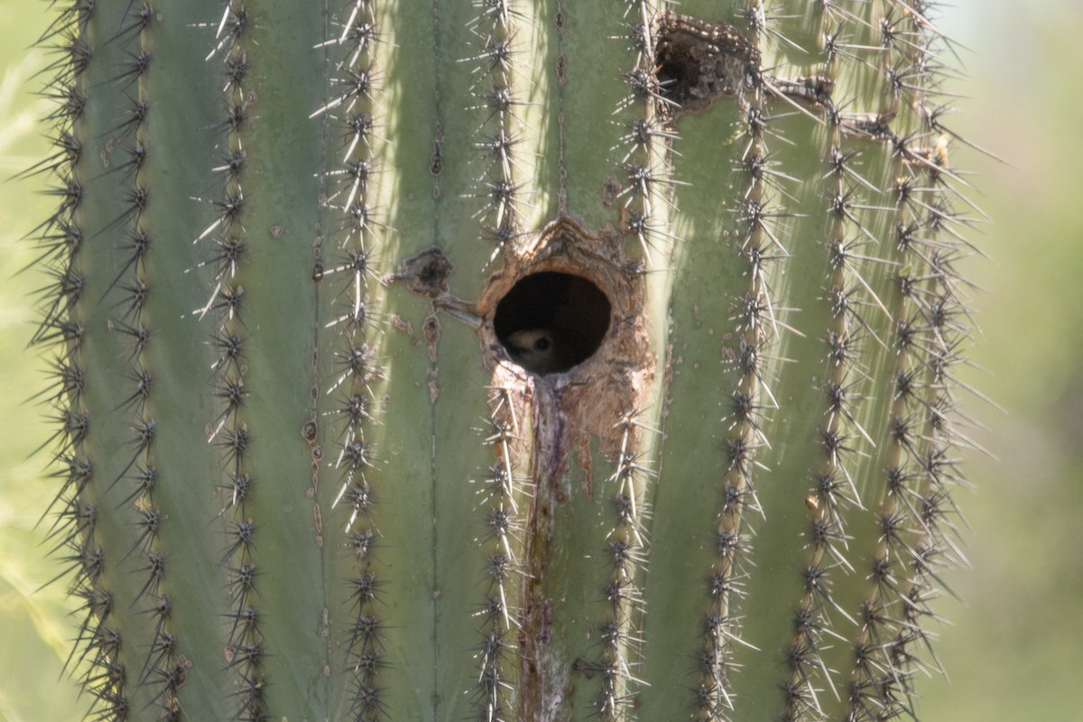 Pic des saguaros - ML619589879