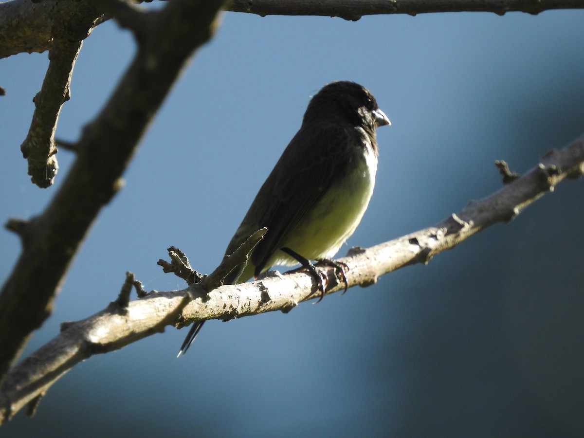 Yellow-bellied Seedeater - ML619589956