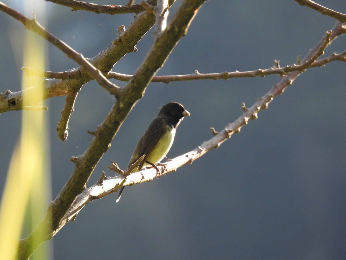 Yellow-bellied Seedeater - ML619589959
