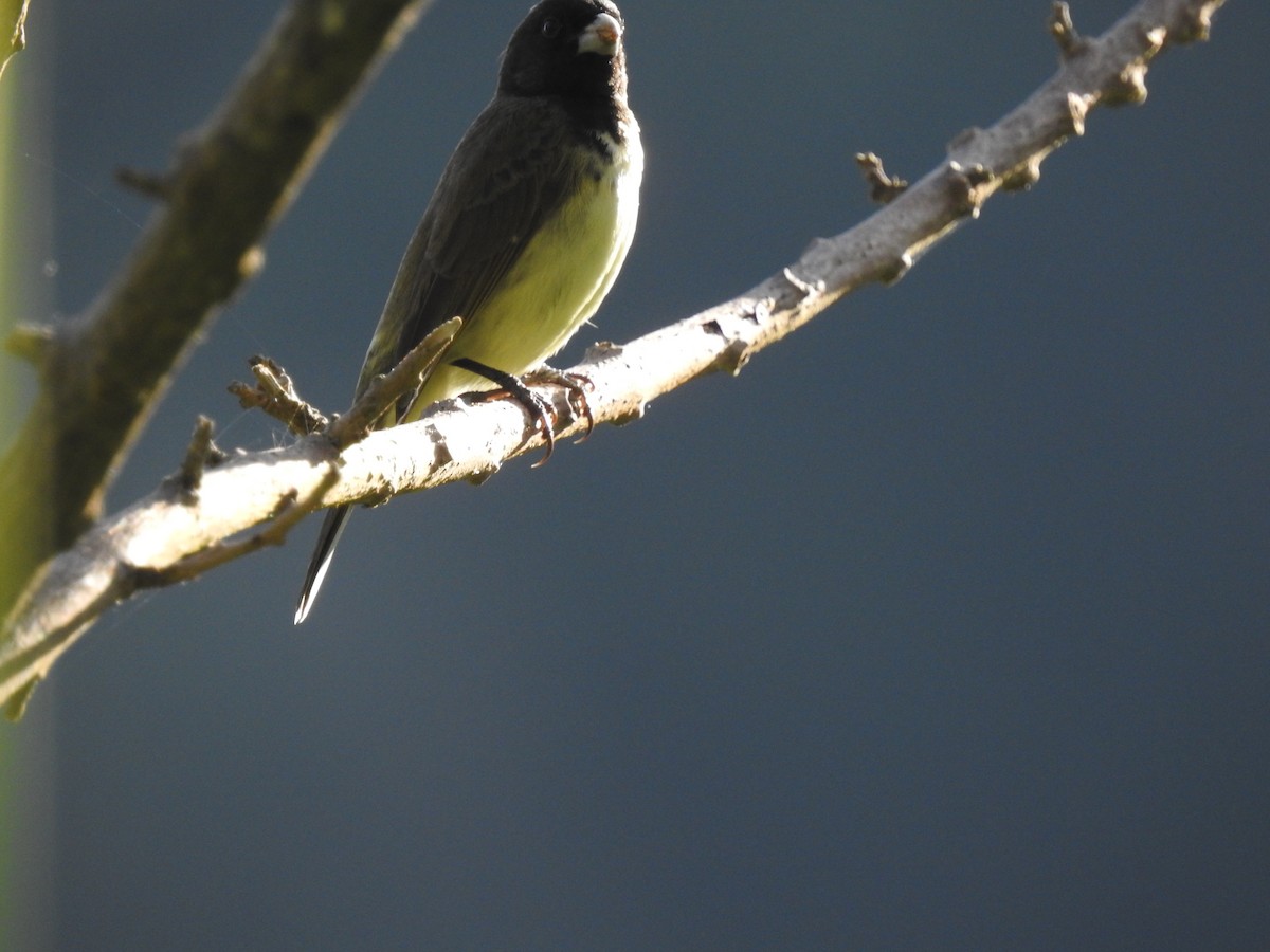 Yellow-bellied Seedeater - ML619589969