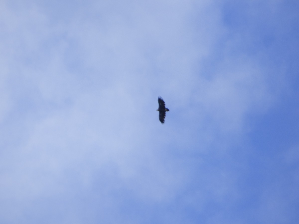 Cinereous Vulture - ML619589975