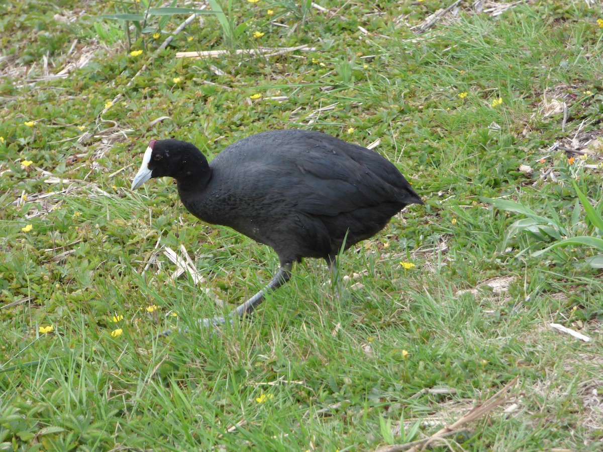 Red-knobbed Coot - ML619590041