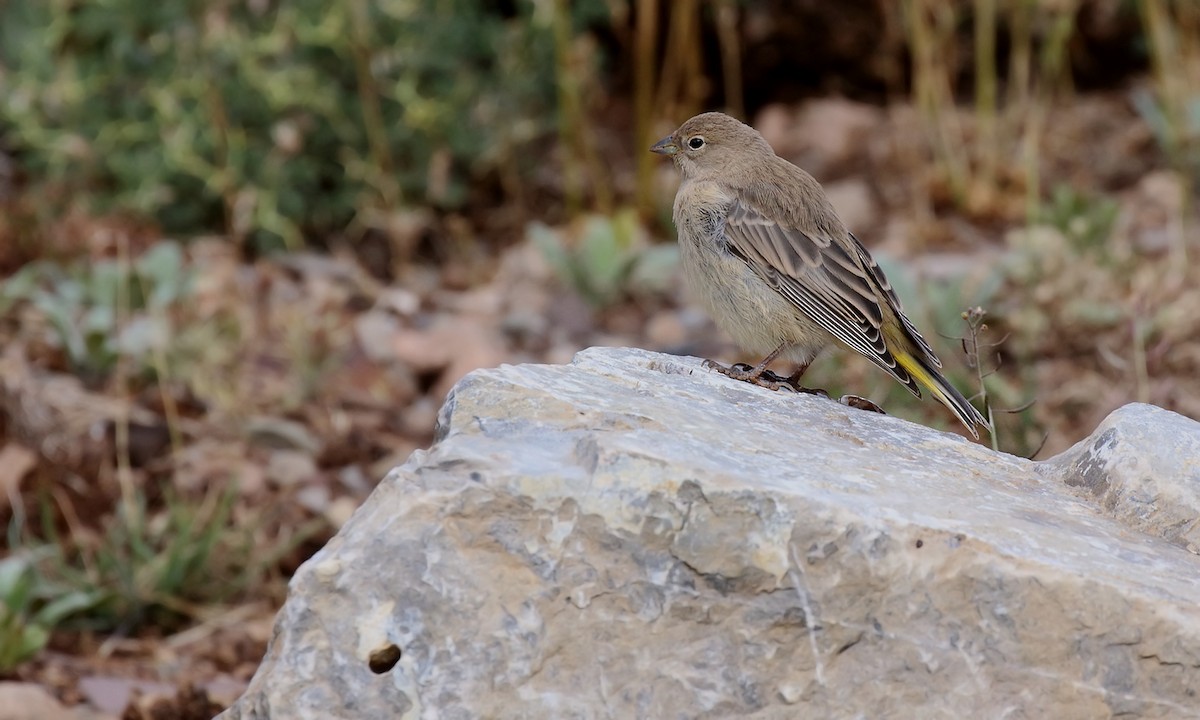Greater Yellow-Finch - ML619590130