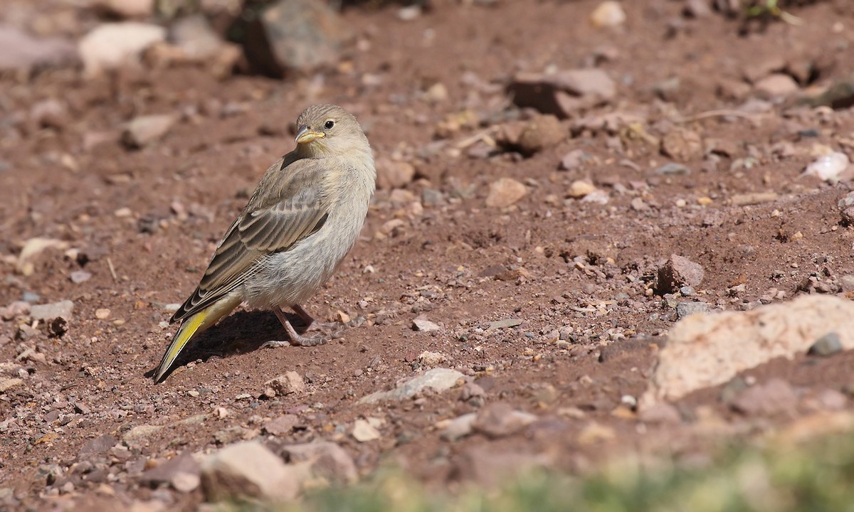 Greater Yellow-Finch - ML619590132
