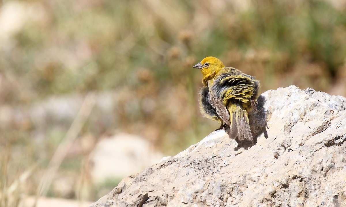 Greater Yellow-Finch - ML619590133