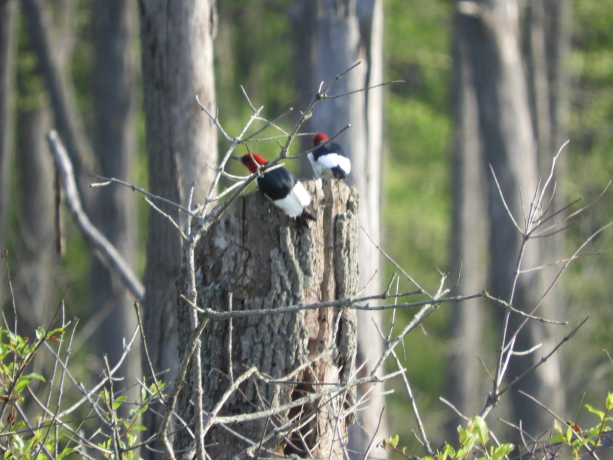 Red-headed Woodpecker - ML619590137