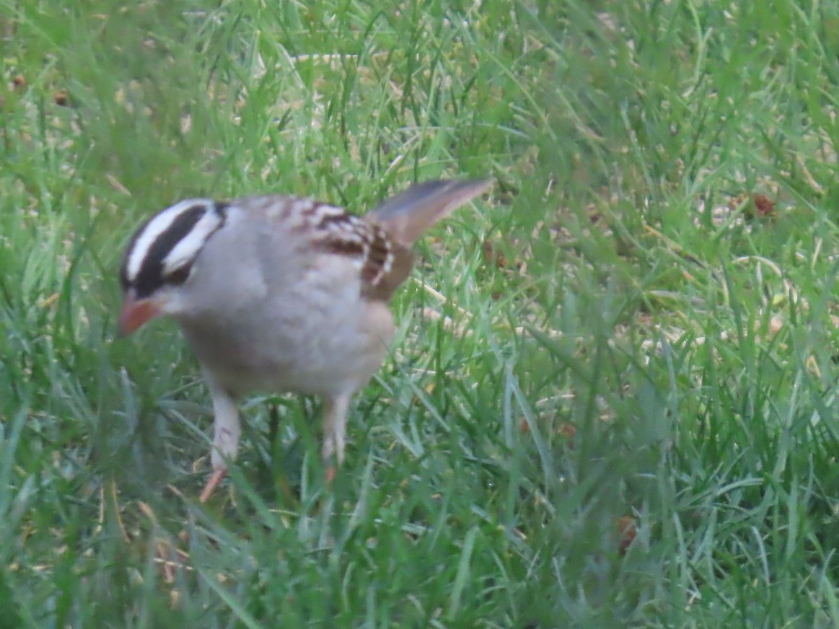 White-crowned Sparrow - ML619590146