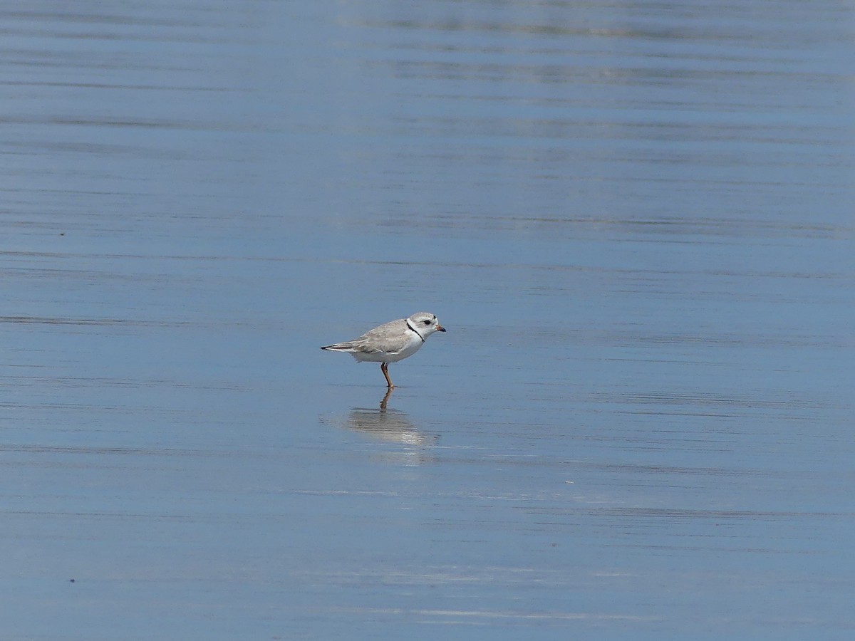 Piping Plover - ML619590152