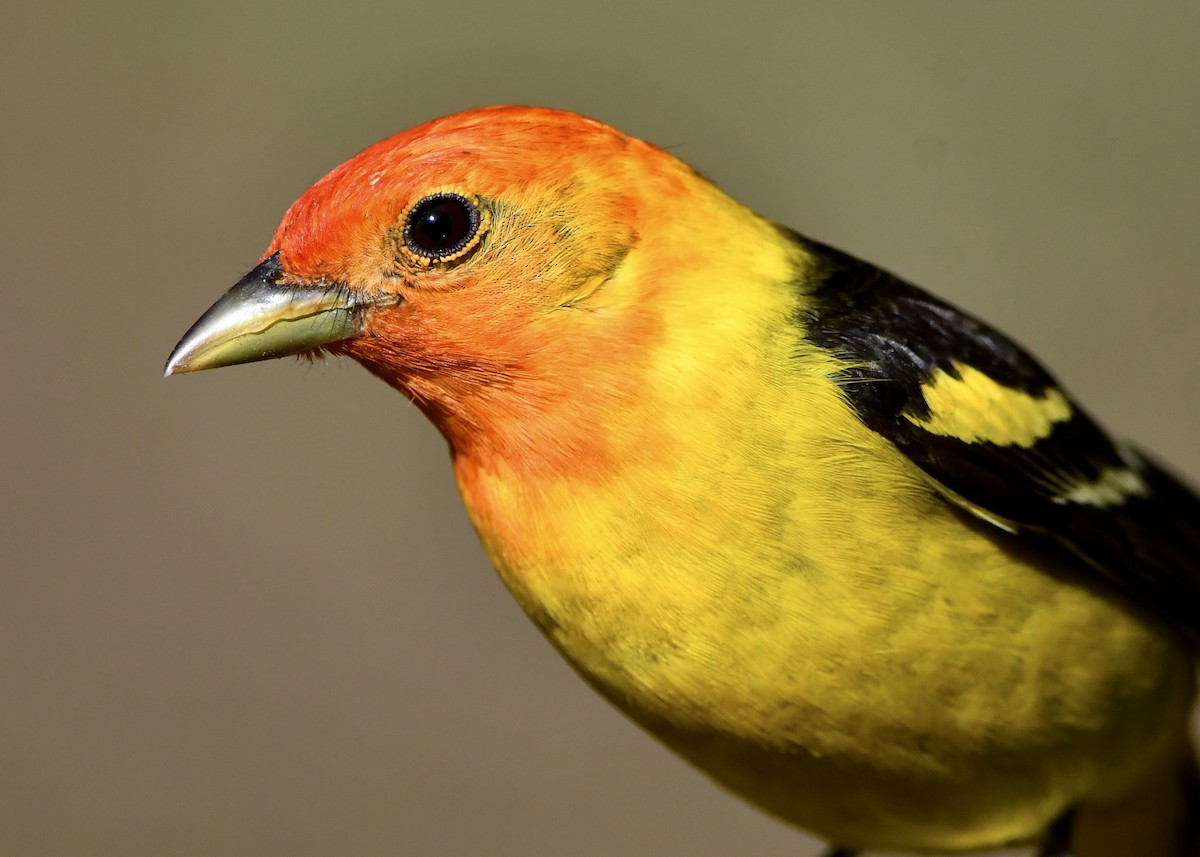 Western Tanager - ML619590191