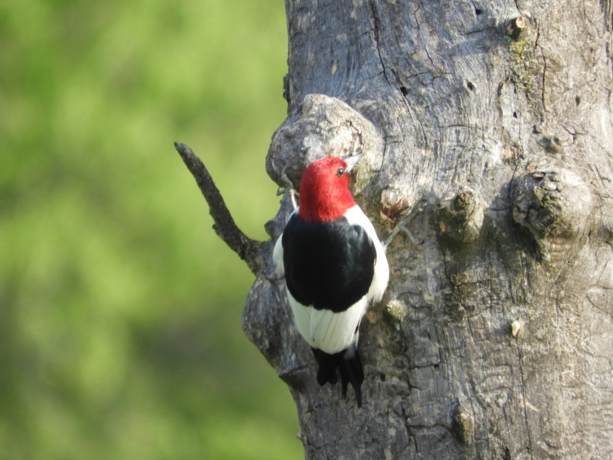 Red-headed Woodpecker - ML619590197