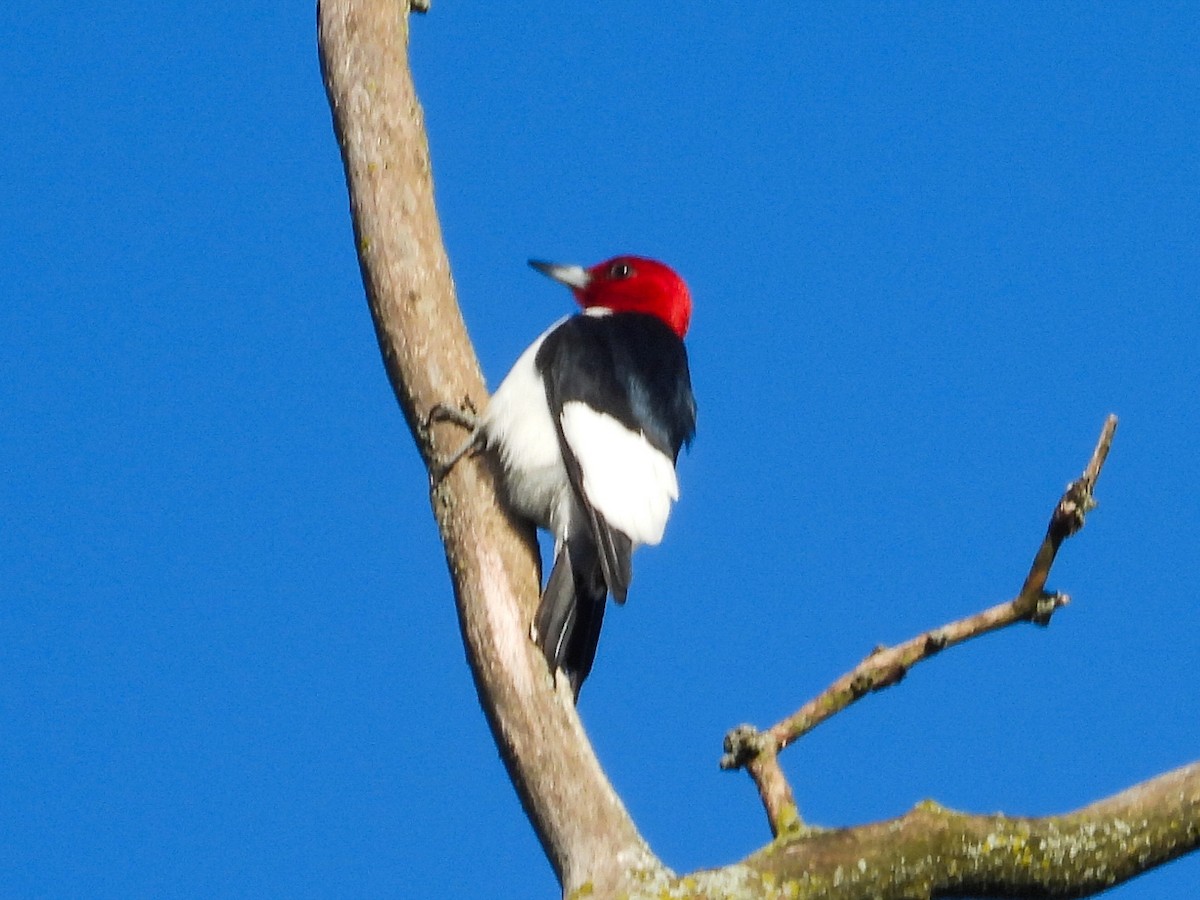 Red-headed Woodpecker - ML619590212