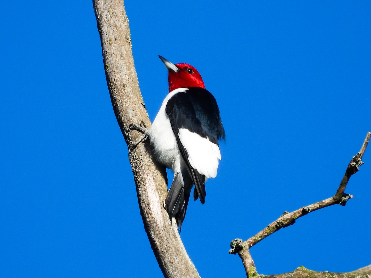 Red-headed Woodpecker - ML619590214