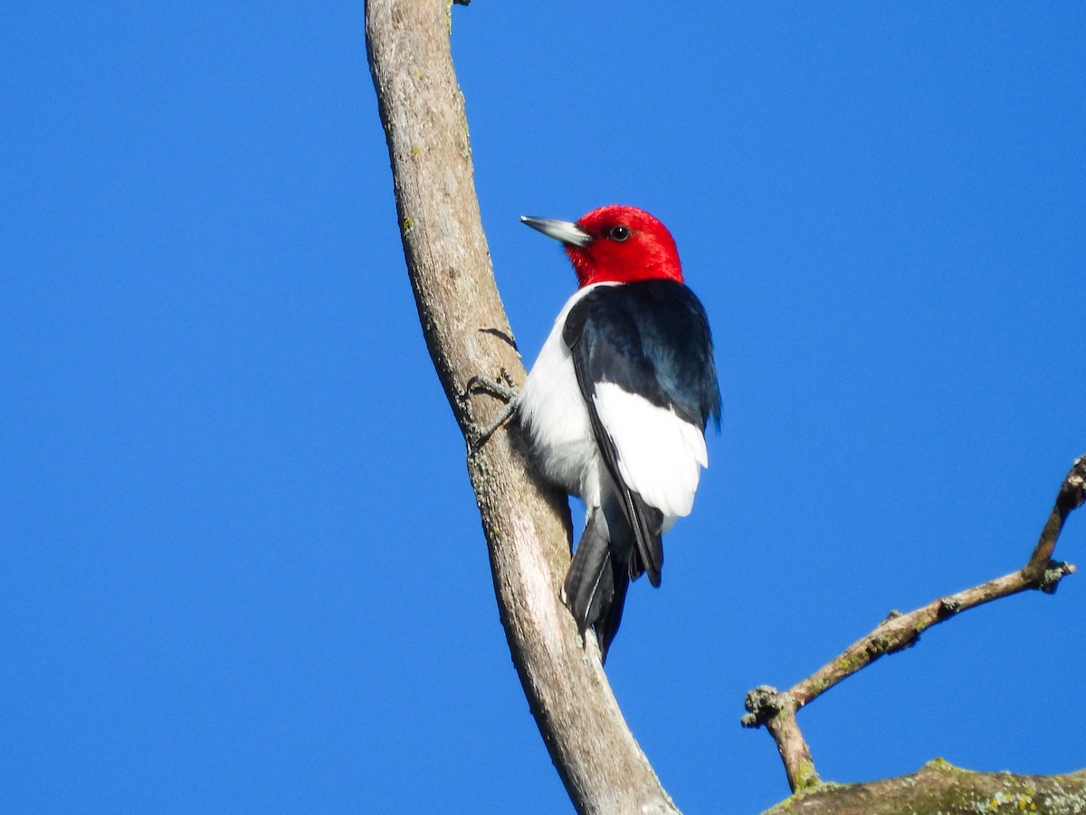 Red-headed Woodpecker - ML619590215
