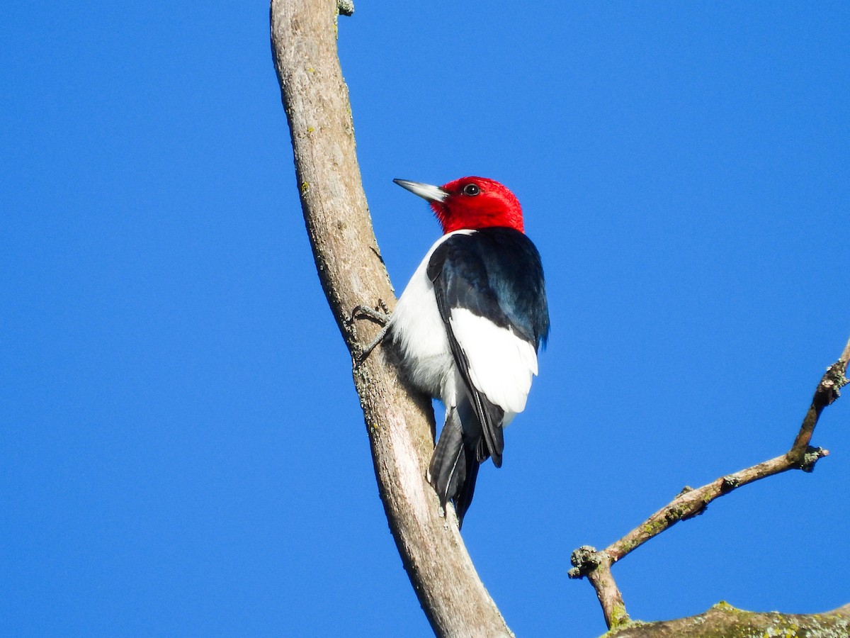 Red-headed Woodpecker - ML619590216
