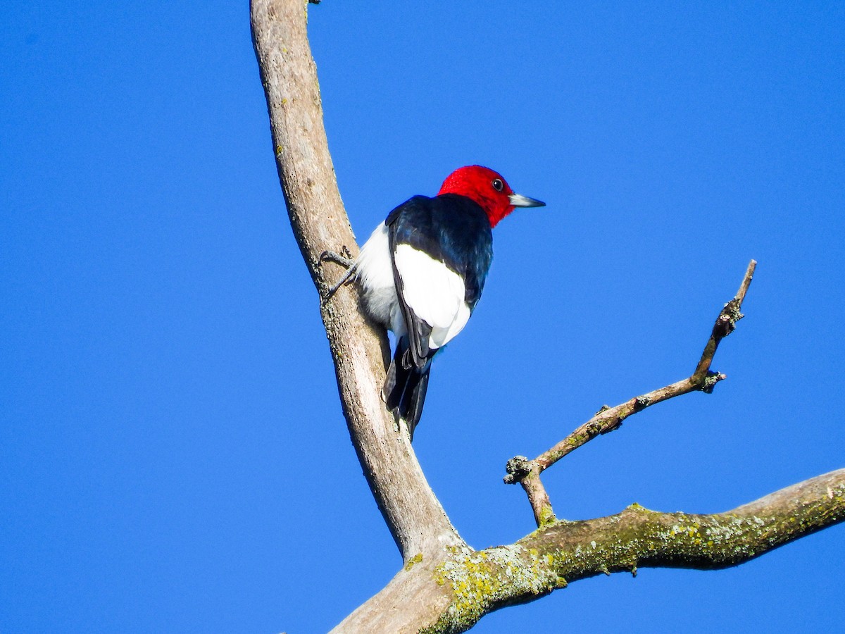Red-headed Woodpecker - ML619590217