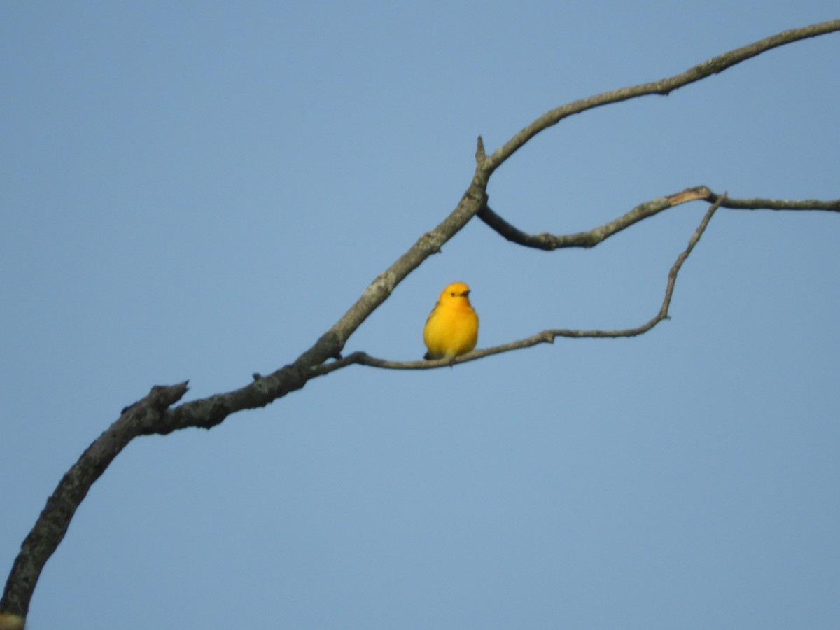 Prothonotary Warbler - ML619590230