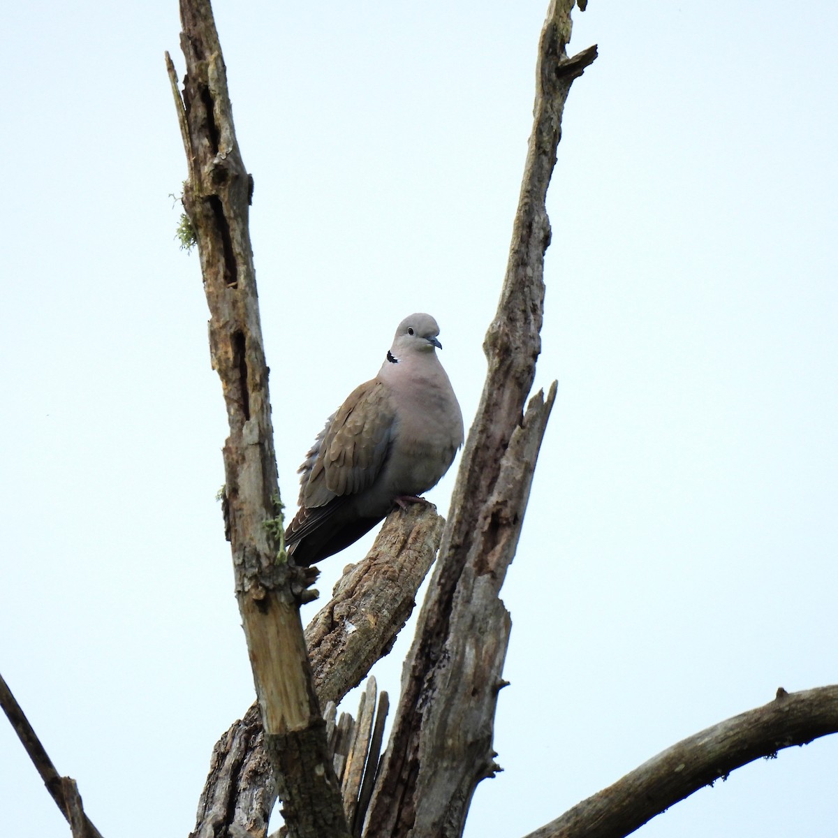 Eurasian Collared-Dove - ML619590245