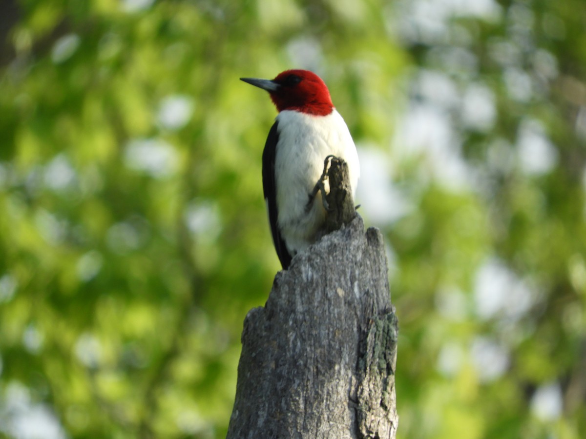 Red-headed Woodpecker - ML619590252