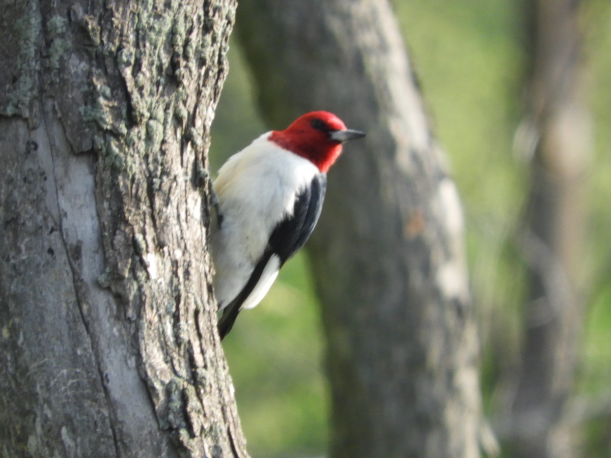 Red-headed Woodpecker - ML619590253