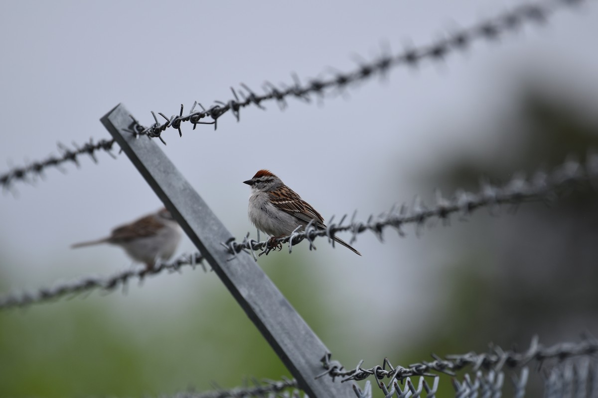 Chipping Sparrow - ML619590258