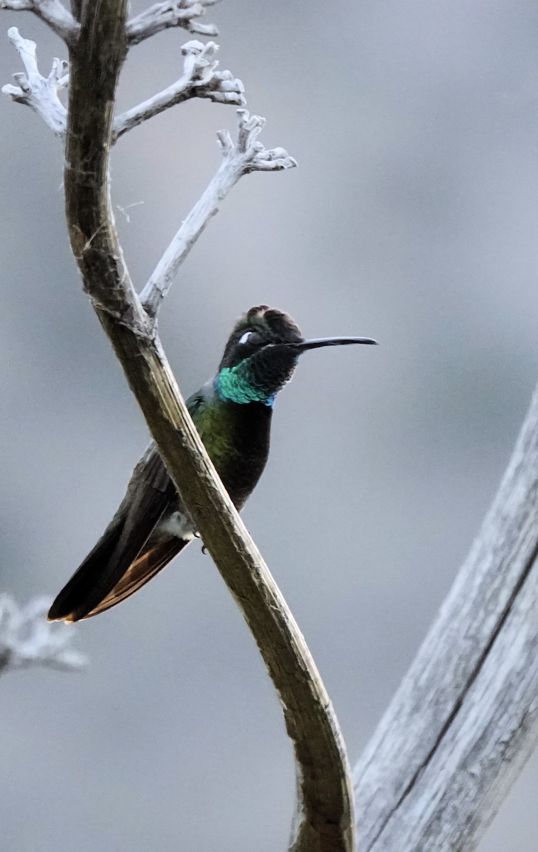 kolibřík skvostný - ML619590266