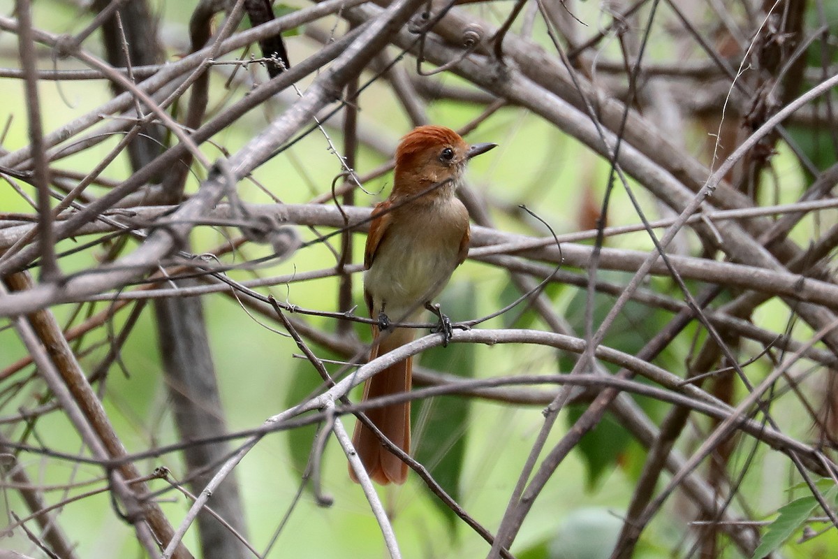 Ash-throated Casiornis - ML619590316