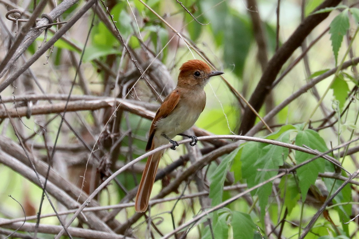 Ash-throated Casiornis - ML619590322
