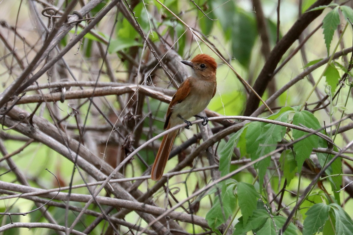 Ash-throated Casiornis - ML619590324