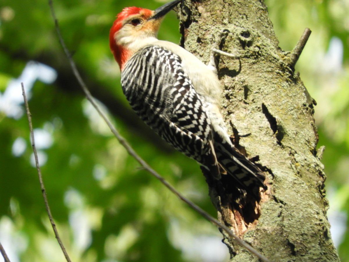 Red-bellied Woodpecker - ML619590355