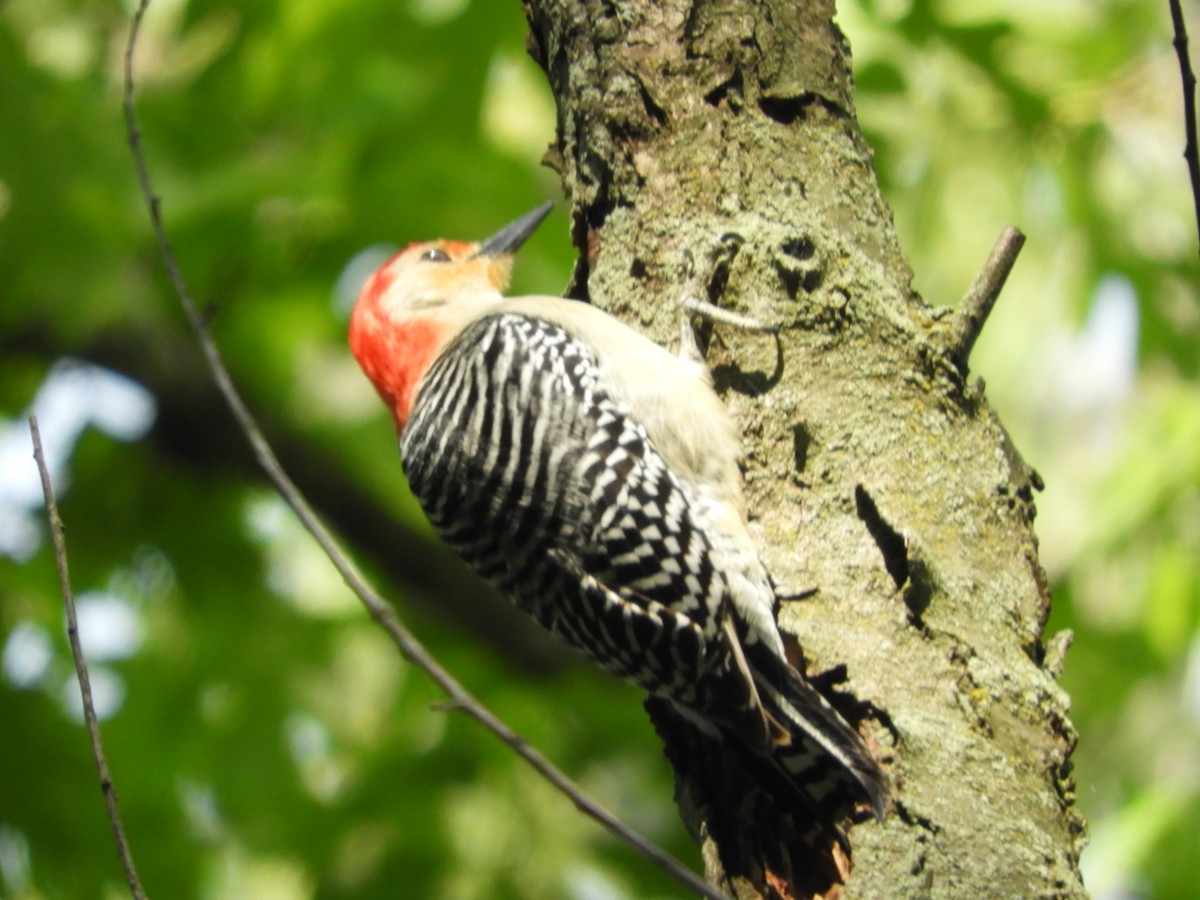 Red-bellied Woodpecker - ML619590356