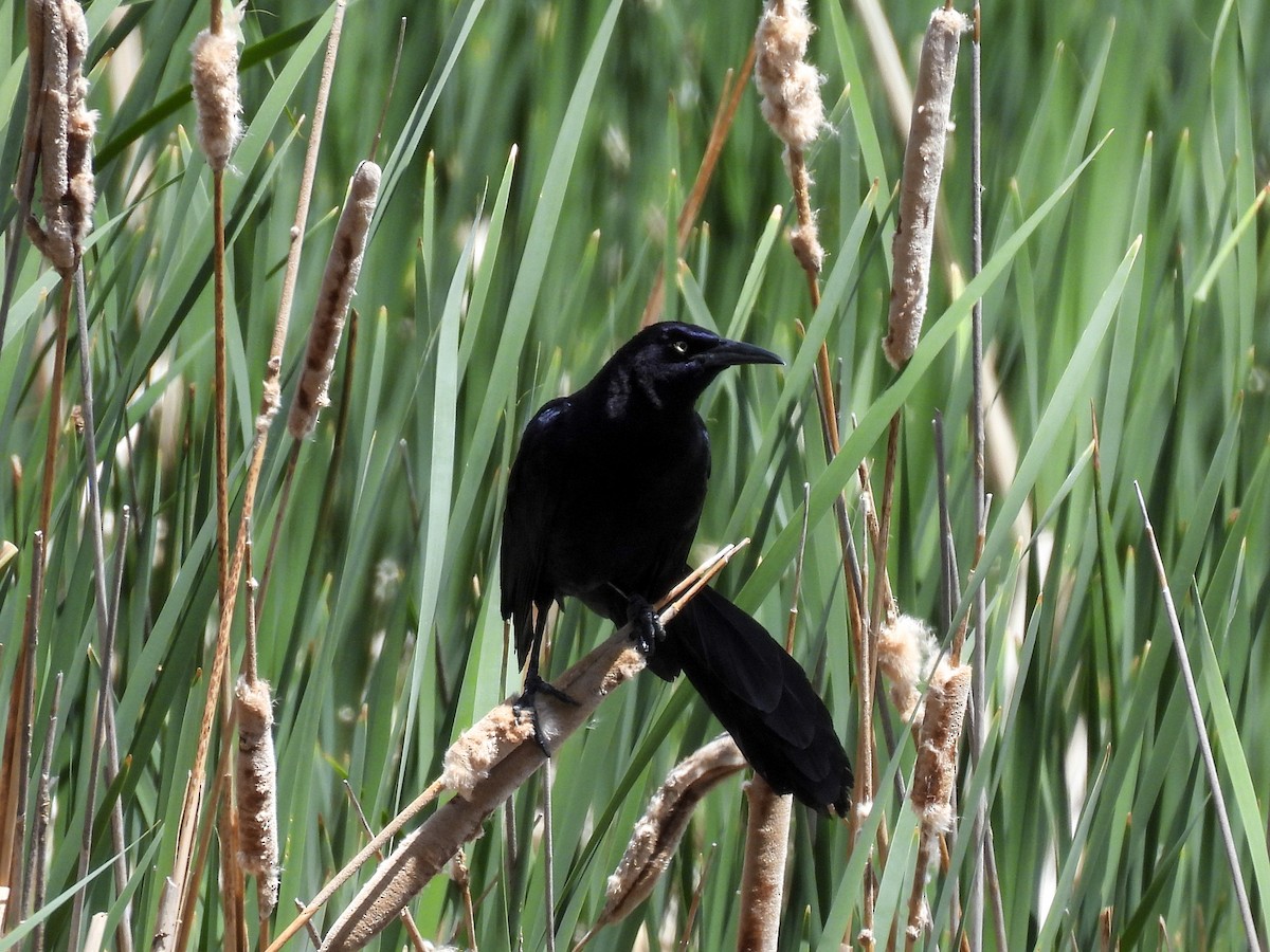 Great-tailed Grackle - ML619590360