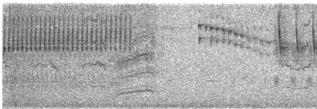 Тауї плямистий - ML619590368
