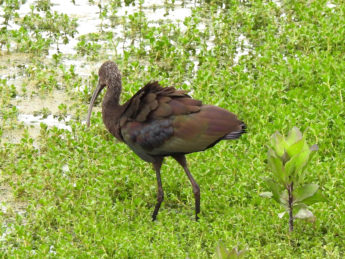 ibis americký - ML619590421