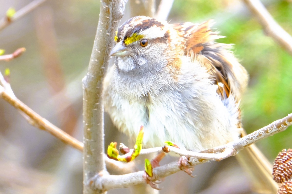 White-throated Sparrow - ML619590449